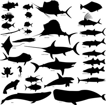 sea life vector illustration set