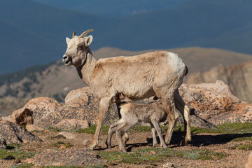 Bighorn Sheep Lamb Nursing