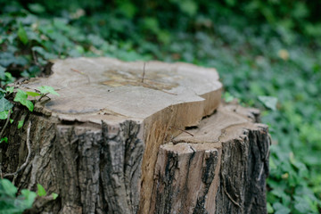 Baumstumpf in Waldgebiet