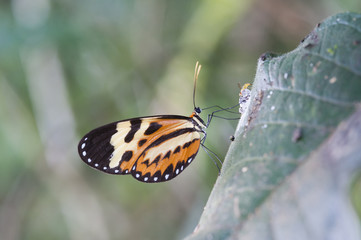 Borboleta Mechanitis polymnia