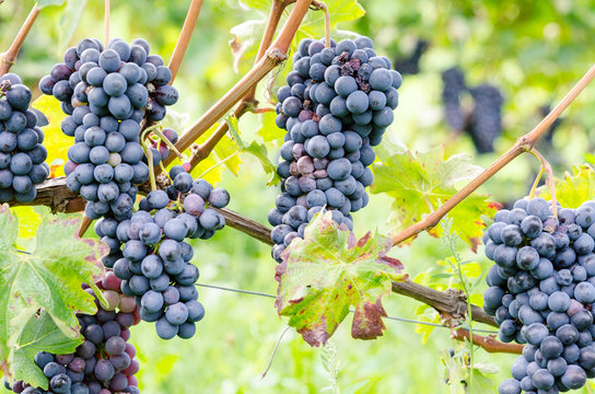 Red grapes and leaves in vineyard landscape