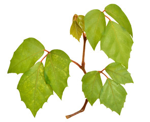 Cissus plant