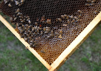 Abeilles sur un cadre de ruche