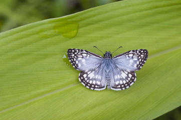 Borboleta Pyrgus communis