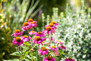 Obraz premium Coneflower