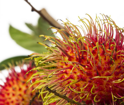 south american exotic fruits Lichas isolated