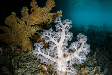 White Soft Coral