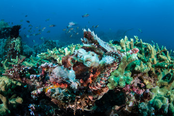 Fototapeta na wymiar Scorpionfish Camouflage