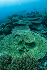 Fototapeta na wymiar Reef-Building Corals