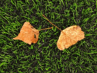 Fall leaves on artificial green turf at end of football season