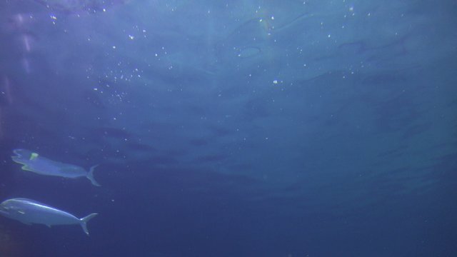 Manta Rays, Stingrays, Sealife, Fish