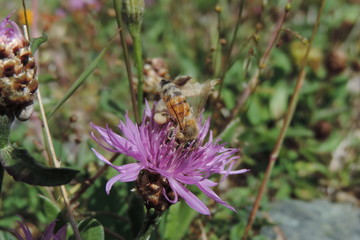 Abeille sur fleur de montagne