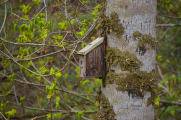 la maison des oiseaux