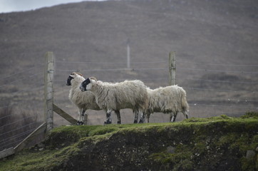 moutons des Highlands