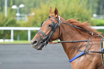 Obraz premium trotteur