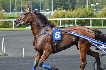 Obraz premium trotteur