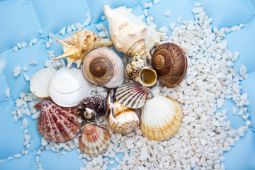 Blue star fish and shells. Concept of Summer Holiday. - obrazy, fototapety, plakaty
