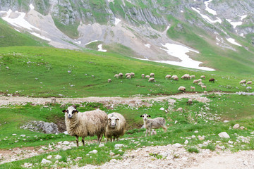 Obraz premium Sheeps in mountains