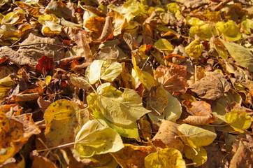 Herbstlaub - Goldener Herbst