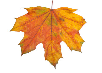 Autumn maple branch with leaves isolated on a white background