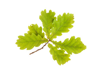oak leaves isolated on white background.