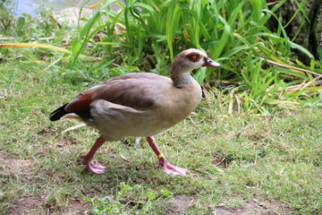 Canard Egyptien