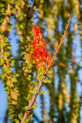 Blossoming Ocotillo