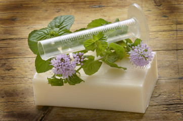 Mentha Mynte Menta Menthe Mint Minzen Mięta Мята נענע © Comugnero Silvana