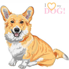 vector sketch dog Pembroke Welsh corgi smiling
