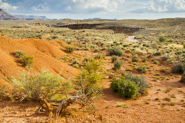 Landscape in Zion National Park