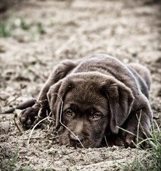 young labrador retriever puppy