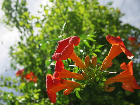 ノウゼンカズラ科 Images Browse 87 Stock Photos Vectors And Video Adobe Stock ノウゼンカズラ科 Images Browse 87 Stock Photos Vectors And Video Adobe Stock