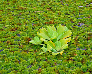 closeup of water  hyacinth flaoting on water