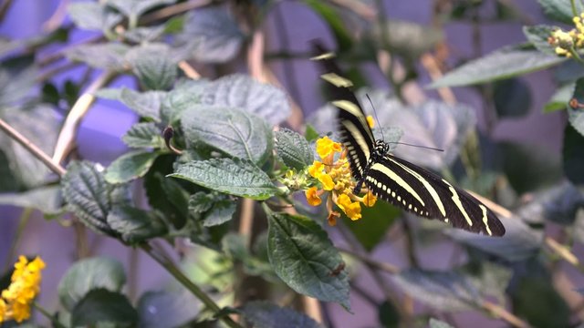 Butterfly, Butterflies, Insects, Flowers