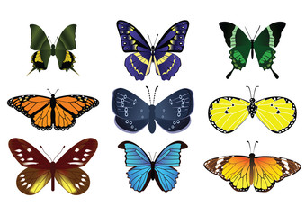 Butterflies