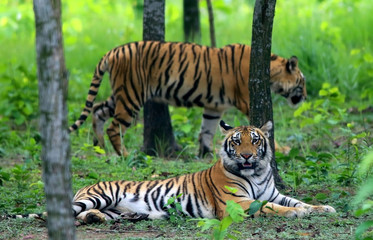 Two Bengal tigers