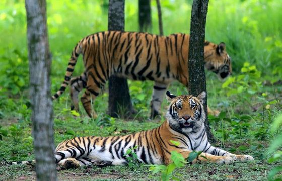 Two Bengal tigers
