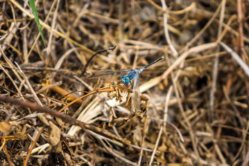 Blue dragonfly in the forest