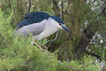 Nachtreiher, Black-crowned night heron, Nycticorax nycticorax