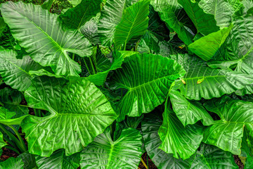 Colocasia esculenta is a tropical plant