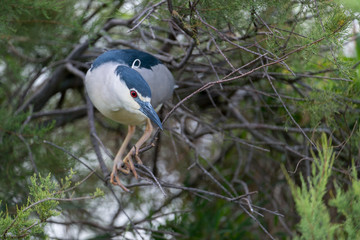 Nachtreiher, Black-crowned night heron, Nycticorax nycticorax