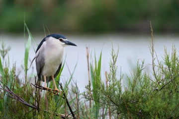 Fototapeta premium Nachtreiher, Black-crowned night heron, Nycticorax nycticorax