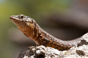 Dragonera-Echse