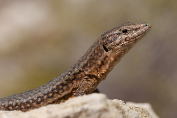Dragonera-Echse