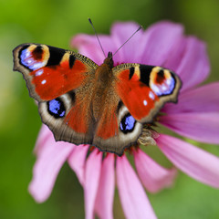 European Peacock butterfy on Purple Coneflowers