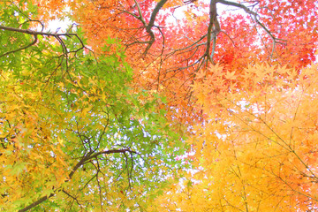 紅葉