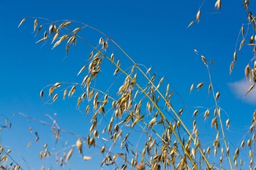 stalks of oats against blue sky