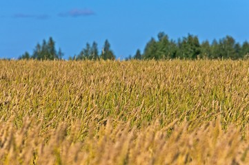 a wheat field under the blue sky
