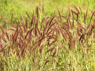 Flower grass background ,Pennisetum pedicellatum Trin
