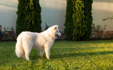 Samoyed dog outdoor